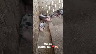 Lechones recién destetados ❣️🐷 [upl. by Lael]