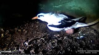 New Bird Cam Whitetailed Tropicbird Cam Launches As Egg Is Close To Hatch – April 19 2019 [upl. by Afrikah153]