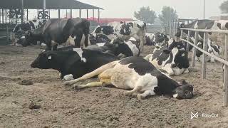 Sleeping Stages In Dairy Cows 🐄🐄 [upl. by Antebi]