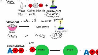 ATP Respiration glykolyse og kreatinfosfat dansk [upl. by Poucher]