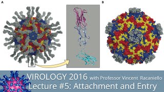 Virology Lectures 2016 5 Attachment and Entry [upl. by Veneaux7]