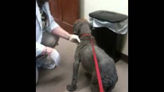 Dobby 1st Vet VisitMOV [upl. by Hallette]