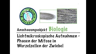 Anschauungsobjekt Biologie – Mikroskopische Aufnahmen – Phasen der Mitose in Wurzelzellen derZwiebel [upl. by Ihsakat283]