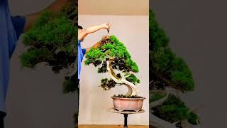 Beautiful Bonsai Works🌳🌲💥532shorts shortsvideo beautifulbonsai art khuebonsai🥰❤️ [upl. by Ytisahcal]