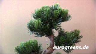 EuroGreens Kunstpflanze Latschenkiefer Bonsai [upl. by Button377]