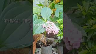 Medinilla flowers  thinkal tips  medinilla flowers  you tube short  short viral [upl. by Eenwahs]