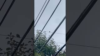 Birds on a wire [upl. by Missak]