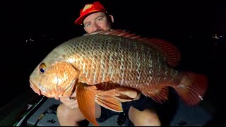 Gold Coast MANGROVE JACK Fishing [upl. by Stent]