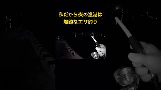 秋だから？夜の漁港なら爆釣なエサ釣り 衣浦湾エサ釣り衣浦湾ちょい投げ [upl. by Alfons]