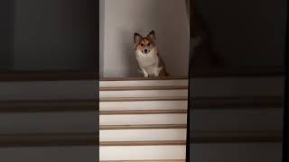 Dog hops stairs with all limbs at once in Houston Texas [upl. by Dorison302]