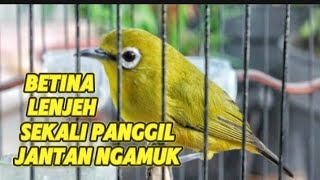 pleci betina paling lenjeh sekali pancing pleci jantan langsung ngamuk [upl. by Arikahc]