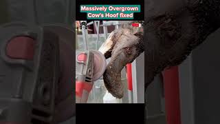 Massively Overgrown Cow’s Hoof fixed tiktok fyp viral cow hoof hoofcare hoofpicking [upl. by Nonnad]