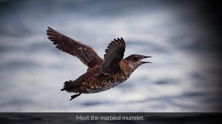 Protect Marbled Murrelets  Be Crumb Clean [upl. by Annua]