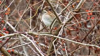 white throated sparrow and juncos birds sparrow nature autumn [upl. by Deanne]