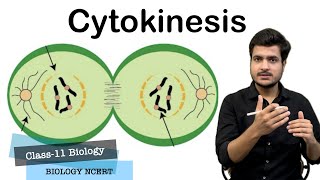 Cytokinesis In Animal amp Plant Cells  Furrow amp Cell Plate Formation  Cell Cycle Class11 Biology [upl. by Gideon]