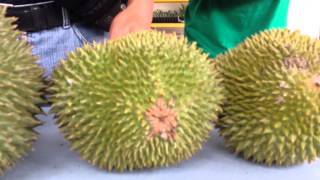 Musang King Durian Karak Malaysia [upl. by Ilrak]