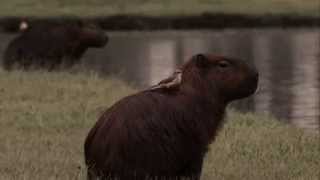 Capivara Atleta  A corrida mais divertida da cidade [upl. by Dannie]