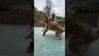 Training Big Wild Aggressive Husky 🤯 How To Train Dog 💀😱 shorts pets dog trending traineddogs [upl. by Htidirrem64]