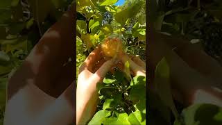 Kuch kamal ke gadget✨🤯 Growing fruit art shorts woodworking viralshorts smartphone magic [upl. by Christiano589]