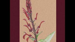 LeaveSomeFlawers  Lobelia tupa [upl. by Analle]