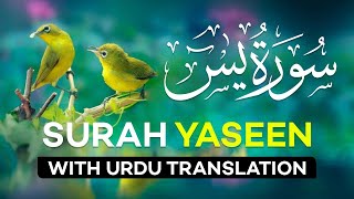 Surah Yasin  Surat Yaseen with Urdu Translation  Quran Tilawat Beautiful Voice  Hindi Tarjuma [upl. by Enilreug]