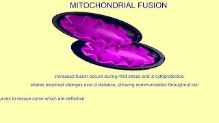 mitochondrial fission amp fusion [upl. by Idnerb3]