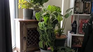 Time Lapse Video of Calathea Zebrina Drooping leaves to upright again Indoor Tropical Plants [upl. by Woolley156]