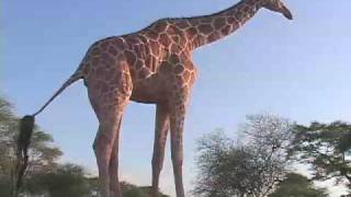 Kenyan Giraffe Finds Comfort With Humans [upl. by Janice]