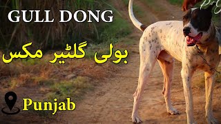 Top Quality Bully Gultair Mix Gull Dong Dog  Pakistani Guard Dog [upl. by Idurt817]