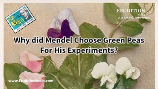 Why did Mendel choose green peas for his experiments ClassX ICSE  CBSE [upl. by Analart]