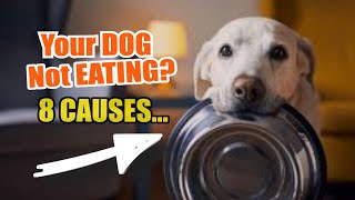 IS Your DOG Not EATING 🐶⚠️ Here Are 8 POSSIBLE Reasons [upl. by Ecinnaj553]