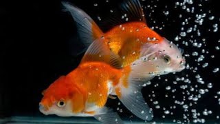 Gold fish giving birth [upl. by Scevo]