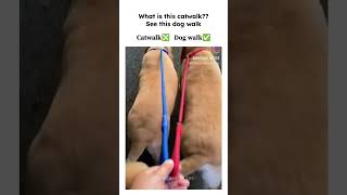 See this dog walk shortsviral dogwalk catwalk [upl. by Keithley869]