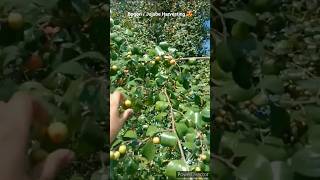 Bogori Jujube Harvesting 😋shrots nature youtubeshorts viral [upl. by Enelhtac]