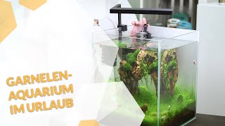 🦐 Garnelen Aquarium auf den Urlaub vorbereiten  so machst du alles richtig [upl. by Lesoj]