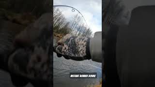 Bobber downs all morning fallsalmon bigsalmon pnw [upl. by Lerraj770]