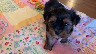 Morkie puppies growing up Puppy Time Lapse Seconds everyday from birth to 8 weeks [upl. by Ezeerb]