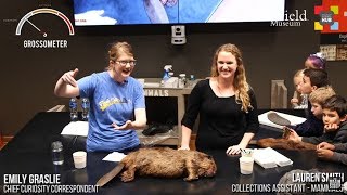 FULL DISSECTION North American Beaver [upl. by Phippen178]