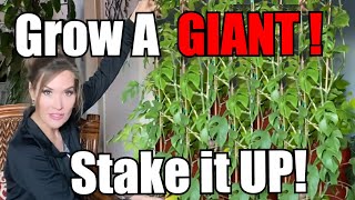 Secrets to Grow Giant Rhaphidophora Tetrasperma How to ReStake or Stakeup amp Grow a Giant Monster [upl. by Attenaej]