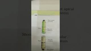 Plant growth and development figure 132location of SAM RAM  VASCULAR CAMBIUM arrow directioncell [upl. by Claudy]