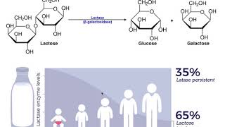 Lactase amp the Mechanism of Lactose Intolerance [upl. by Iorgo]