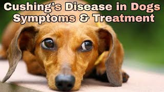 Cushings Disease in Dogs  Symptoms amp Treatment  Happypet [upl. by Homer]