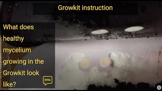 Growing mushroom on coffee grounds Healthy Mushroom Mycelium growing in Growkit [upl. by Warfore]