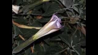 Datura Night Blooming [upl. by Rramel]