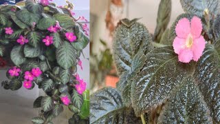 Episcia Cupreata plant Varieties Flame violet plants house plant Best hanging plants [upl. by Asial421]