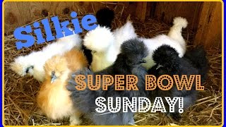 Silkie Super Bowl Sunday [upl. by Eidde750]