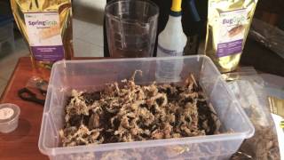 How to make a master springtail or isopod culture for Bioactive BioDude terrariums [upl. by Wesla886]