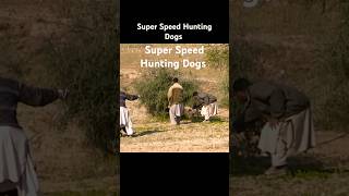 Super Speed Rabbit Beat Racing Dogs  Greyhound Racing Dogs vs Hare  unbearable Rabbit [upl. by Walli]