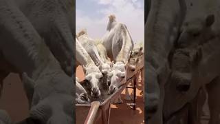 Herd of Camel drinking water  shorts camel viralvideo [upl. by Eceirtal]