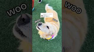 All the dogs we saw at Kismetpets launch party DogParkDrama Shorts FunnyDog [upl. by Berriman579]